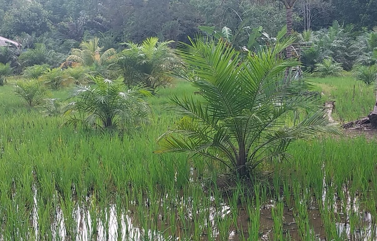 Sawah Beralih Fungsi Jadi Kebun Sawit, Potensi Hambat Program Ketahanan Pangan di Kotabaru